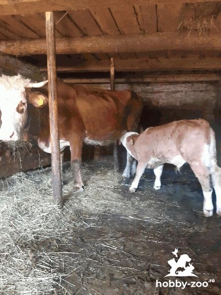 Vacă cu vițel de vânzare