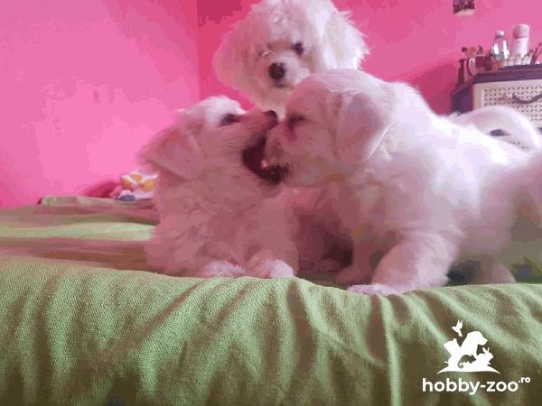 Bichon maltez talie mică