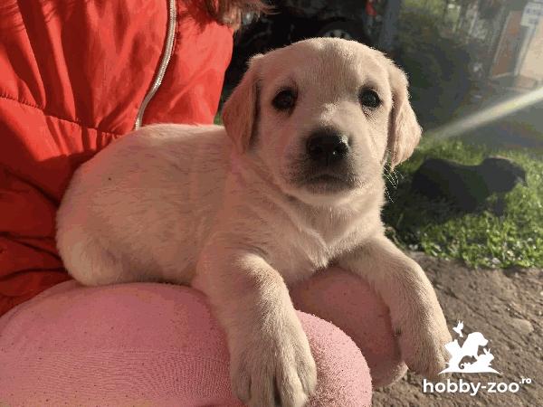 Ofer spre adopție metis de labrador 