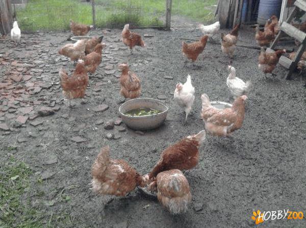 gaini ouatoare pui rasa mixta