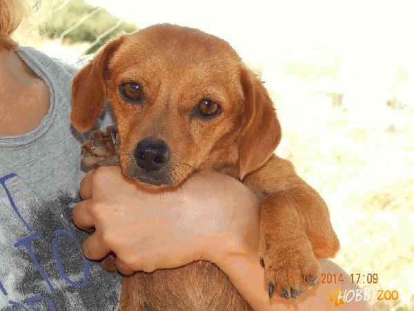 Tecky, talie mica, pentru adoptie