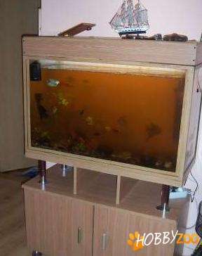 acvariu pesti cu mobilier