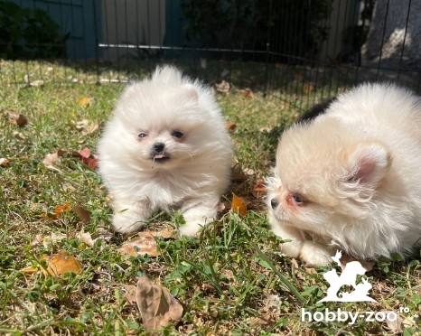 Pomeranian Spitz catelusi de vanzare