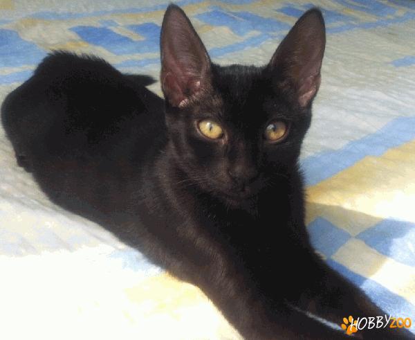 NORI – jucausa, vaccinata