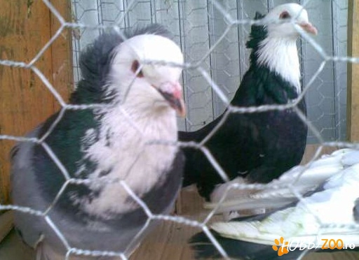 Urias de Salonta rasa prolifica