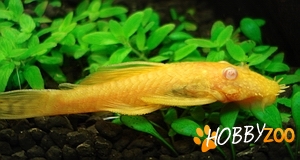 hypostomus plecostomus gold