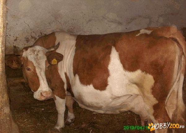 Vand vaca red holstain 7 ani gestanta