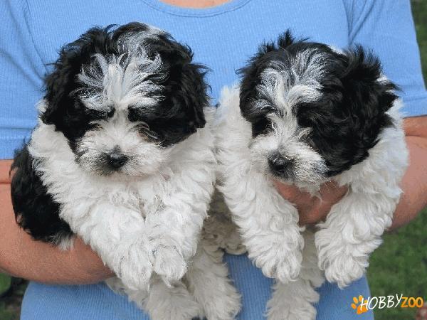 Bichon Havanez de vanzare