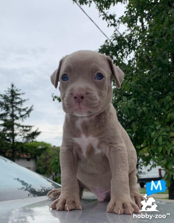 Pitbull catelusi de vanzare