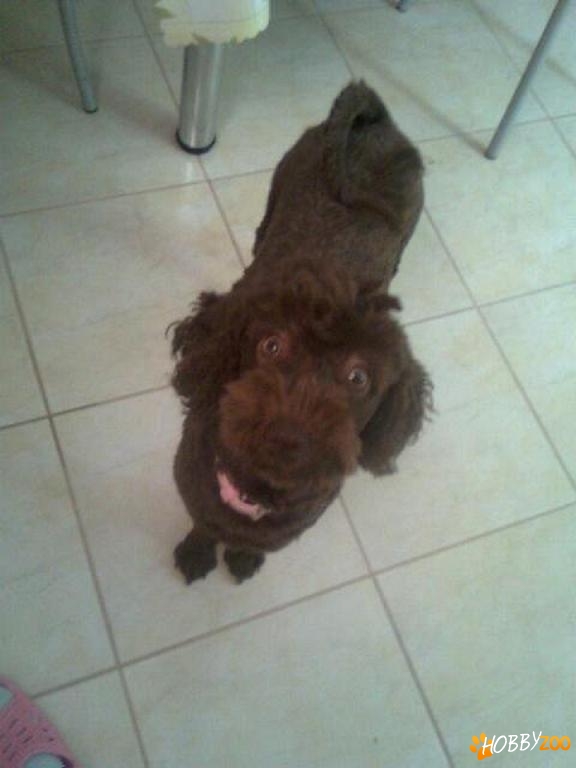 pierdut caniche maron