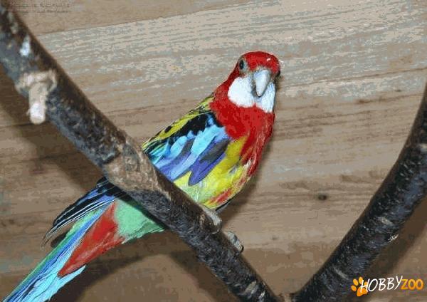 papagal rosella mascul
