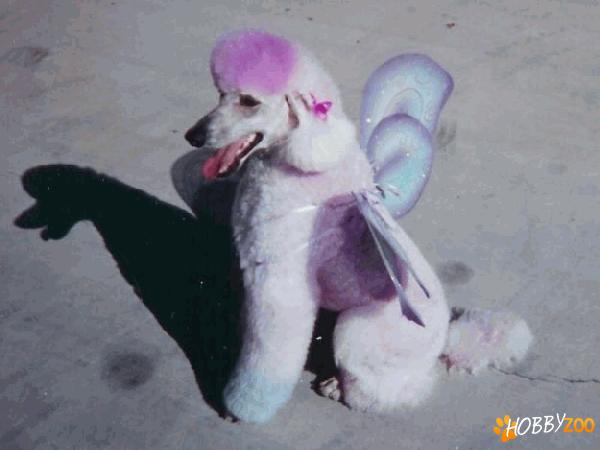 Scoala de Coafor Canin