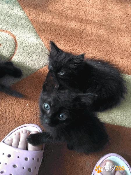 2 pisici negre magice