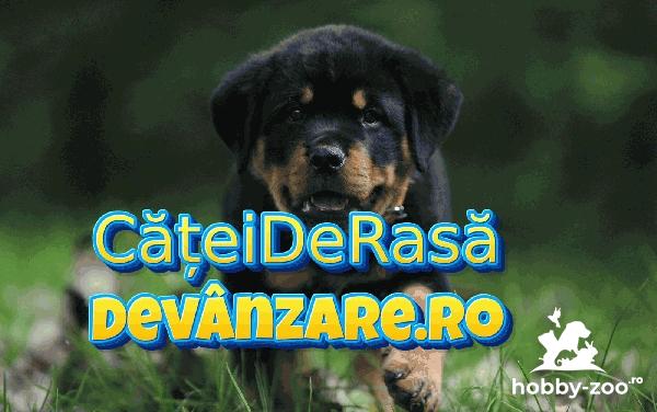 Puiuti Rottweiler cu garantie si carnet de sanatate