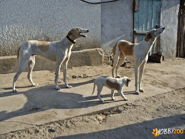 pui ogar greyhound 150ron 