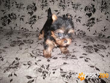 Pui yorkshire terrier toy