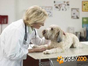Cabinet veterinar MAGIVET