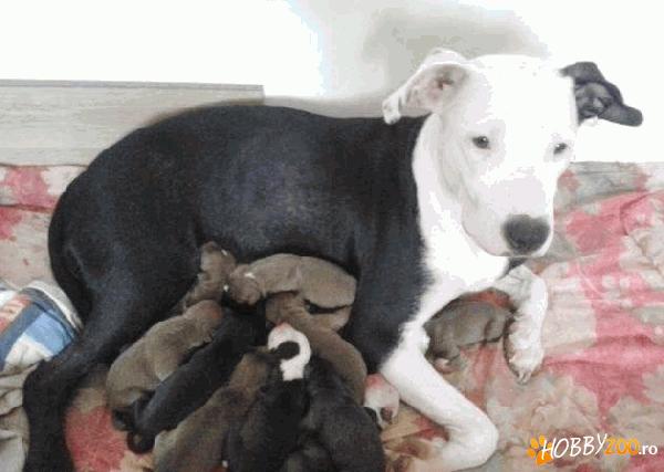 catei de vinzare rasa PITBUL