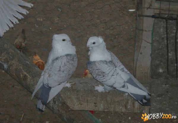 vand  porumbei satineti