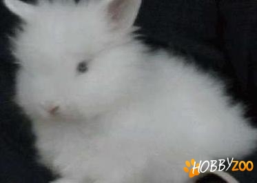 pereche de iepuri angora