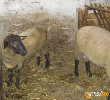 miei si berbeci Suffolk
