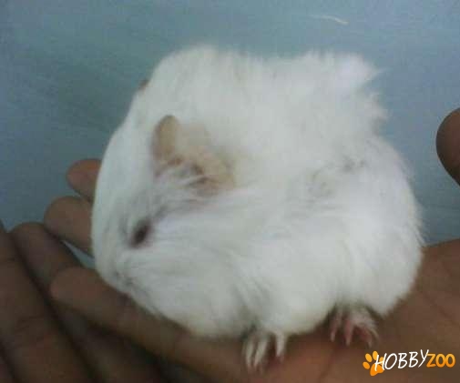 pui de porcusor de guinea