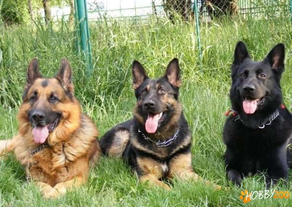 Instructor canin ofer servicii