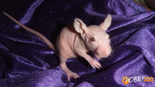 Sobolani Mock Hairless Rat