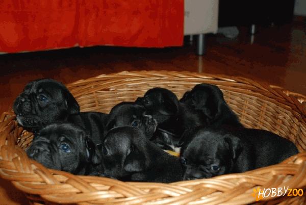 Vand Bulldog FRANCEZ