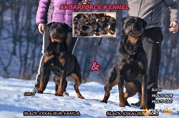 canisa akbarforce pui rottweiler