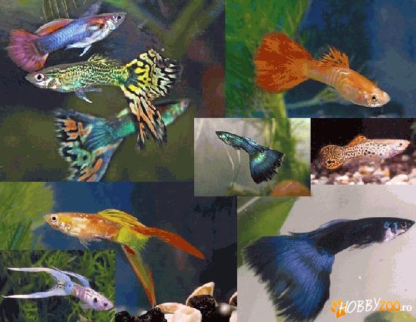 Vand Guppy si Ciclide africane