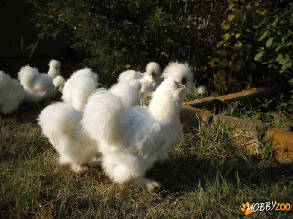 Matase Japoneza Alba 