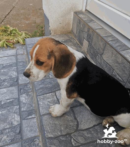 Beagle cățeluși frumoși