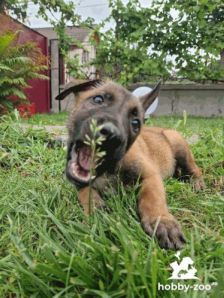 Pui Ciobănesc Belgian Malinois de Vânzare