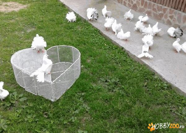 Porumbei voltati culoare alb pur