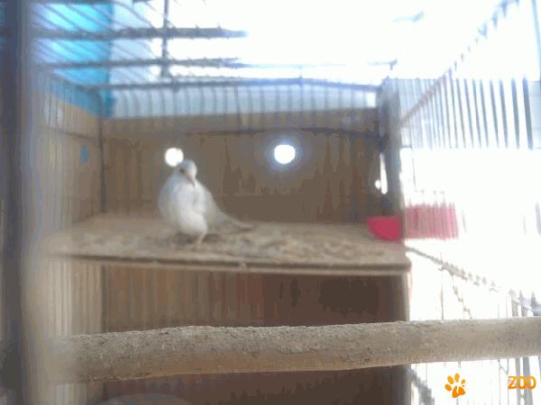 pasari turturele diamant