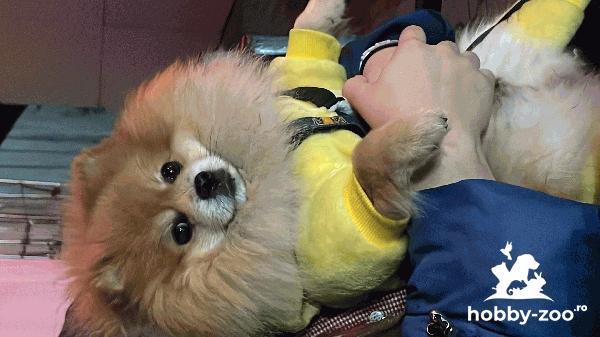 Ofer Pomeranian spre monta 