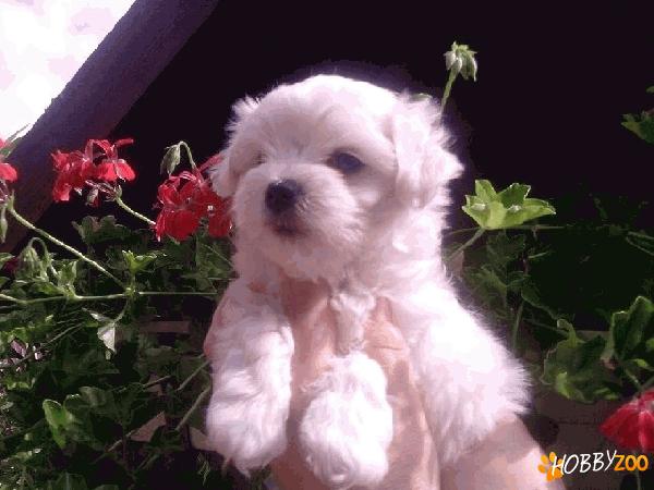 Bichon Maltez de vanzare