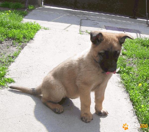 Vand pui Malinois,exceptionali
