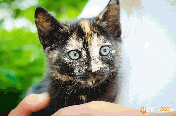 Ofer spre adoptie pisicuta (femela)
