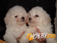 bichon maltese toy bucuresti