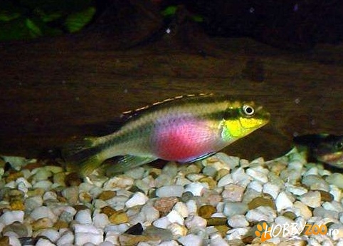 ciclide africane Kribensis 