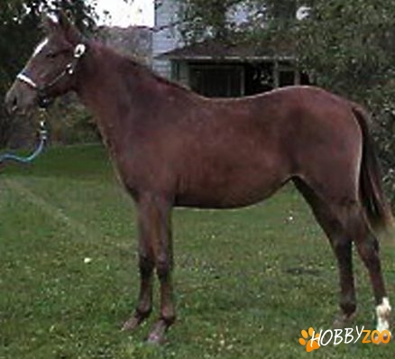 Cal Fox Trotter Missouri