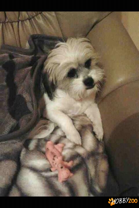 Pierdut bichon Bucuresti