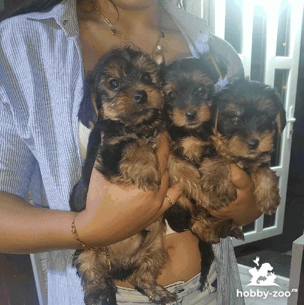 Vand pui de yorkshire terrier