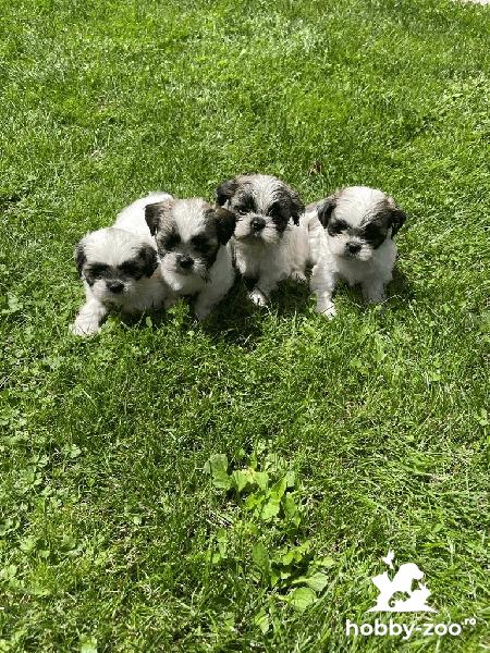 Catelusi rasa Shih tzu