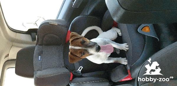 Jack Russell(mascul) pt imperechier