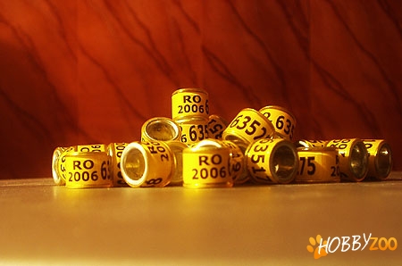 Inele Porumbei Voiajori 2013