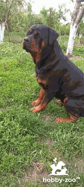 Rottweiller mascul Monta