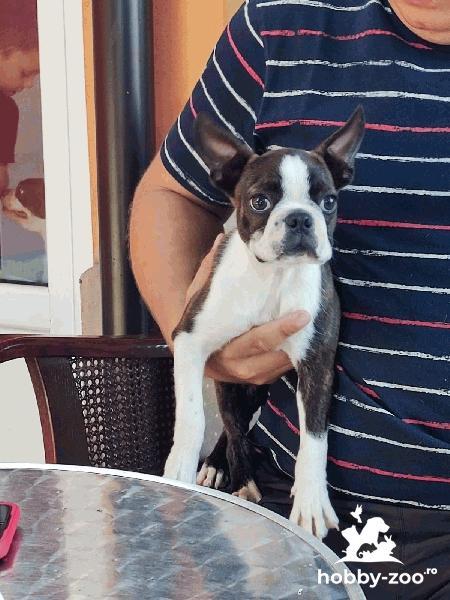 Boston Terrier cățeluși
